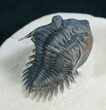 Beautifully Preserved Metacanthina Trilobite - #7898-5